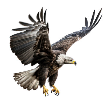 Eagle flaying isolated on transparent background