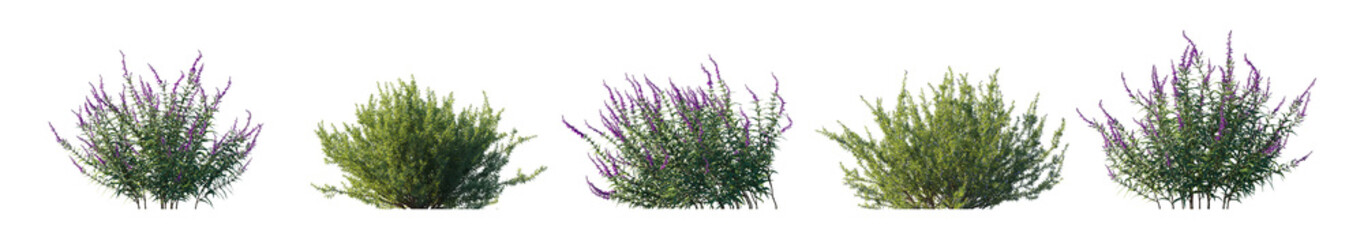 Rosemary and  Salvia leucantha (Salvia rosmarinus, Rosmarinus officinalis, mexican) plant set frontal bush plant isolated png on a transparent background perfectly cutout
