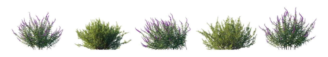 Foto auf Glas Rosemary and  Salvia leucantha (Salvia rosmarinus, Rosmarinus officinalis, mexican) plant set frontal bush plant isolated png on a transparent background perfectly cutout  © Roman
