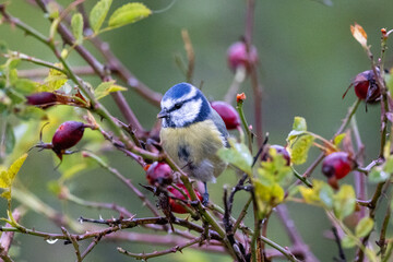 Blue tit on a branch © Johan
