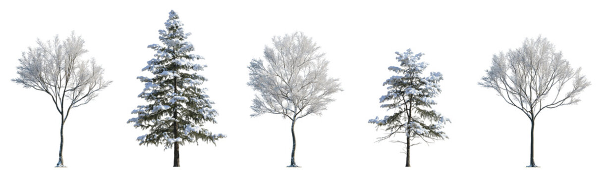 Set of winter picea pungens colorado spruce and street medium winter various trees with snow pinaceae needled tree isolated png on a transparent background perfectly cutout
