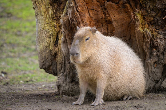 Portrait of a capivara sitting in a zoo