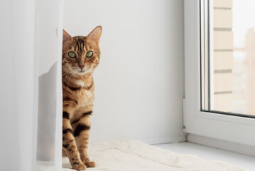 Bengal domestic cat resting on the windowsill near the window. - Powered by Adobe