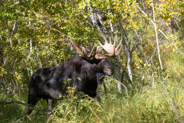 Bull Moose During the Rut in Grand Teton National Park Wyoming in Autumn