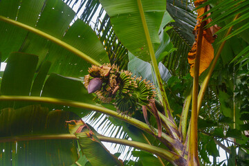 Ripe yellowing bananas hang in clusters on banana plantations. Industrial scale banana cultivation...
