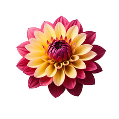 Dahlia image isolated on a transparent background PNG photo