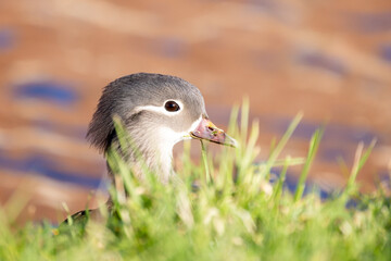 A portrait of a juvenile Mandarin duck, Aix galericulata, peeking through lush green grass. The...