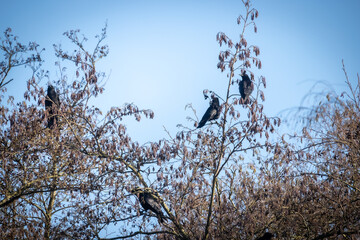 This image captures the stark beauty of winter with several crows perched in the bare branches of a tree. The tree's intricate branch pattern creates a natural lattice against the clear blue sky