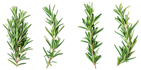 Vector image of rosemary on white background.