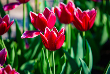Ottawa, Canada - May 22 2023: Blossom Tulipes in downtown Ottawa 