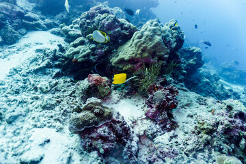 Fototapeta na wymiar Moorish Idol (Zanclus cornutus) in the coral reef of Maldives island. Banner fish. Tropical and coral sea wildelife. Beautiful underwater world. Underwater photography.
