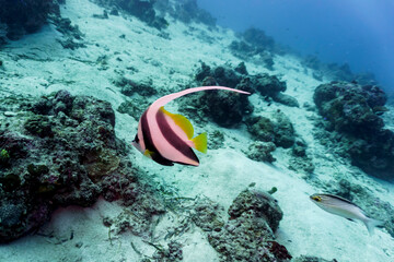 Moorish Idol (Zanclus cornutus) in the coral reef of Maldives island. Banner fish. Tropical and...