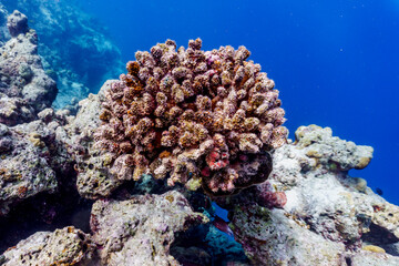Naklejka na ściany i meble Coral Reef and Tropical Fish on Maldives island. Tropical and coral sea wildelife. Beautiful underwater world. Underwater photography.