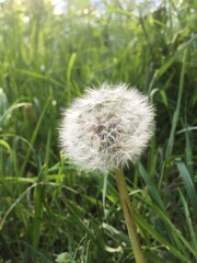 dandelion head