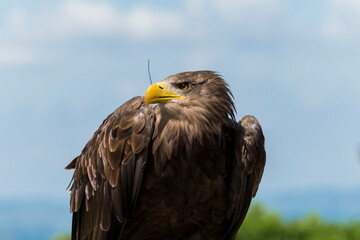 Schnell - golden eagle n°3