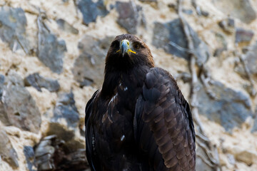 Schnell - golden eagle n°2