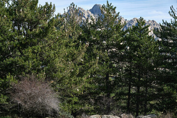 Pines infected by processionary caterpillar nests