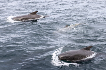 In the subtle waves of the Norwegian Sea, a pilot whale family, including a playful calf, enjoys...