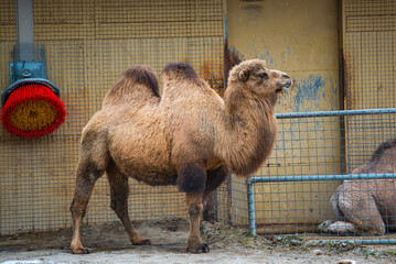 Granby, Quebec - Dec 31 2023: Camel in the winter Granby Zoo 