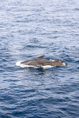 Fototapeta premium The vertical view captures a tender moment between a pilot whale calf and its mother, swimming in the serene Norwegian Sea off Andenes