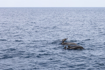 Fototapeta premium Three adult pilot whales and a calf make their way through the textured waters of the Norwegian Sea, showcasing the marine family dynamic near Andenes