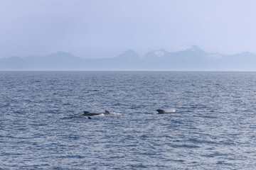 Fototapeta premium Adult pilot whales surface near the Lofoten archipelago, with majestic Norwegian peaks faintly etched in the misty backdrop