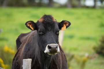 portrait d'une jeune vache noire