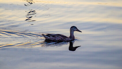country goose swimming in the water