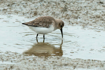 Bécasseau variable,.Calidris alpina, Dunlin