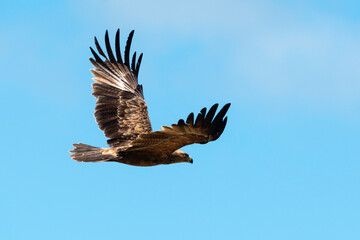 Fototapeta premium Aigle des steppes,.Aquila nipalensis, Steppe Eagle