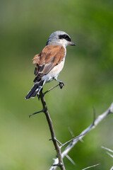 Pie grièche écorcheur,
 male, Lanius collurio, Red backed Shrike