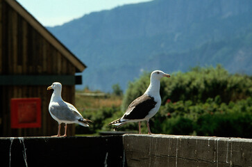 Goéland marin,.Larus marinus, Great Black backed Gul, Goéland argenté,.Larus argentatus, European Herring Gull