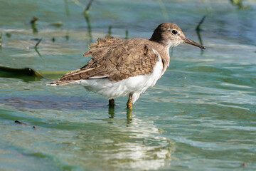 Chevalier guignette,.Actitis hypoleucos, Common Sandpiper