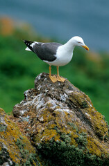 Goéland brun,.Larus fuscus, Lesser Black backed Gull