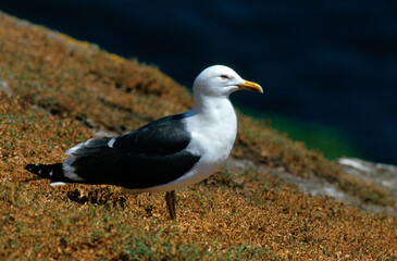 Goéland marin,.Larus marinus, Great Black backed Gul,