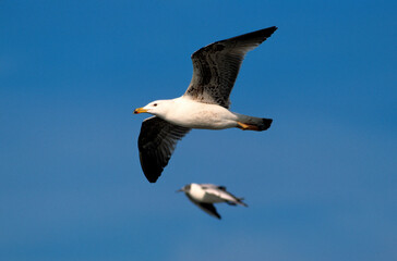 Go&eacute;land argent&eacute;,.Larus argentatus, European Herring Gull