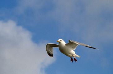 Goéland argenté,.Larus argentatus, European Herring Gull