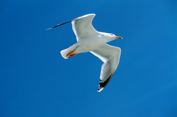 Goéland argenté,.Larus argentatus, European Herring Gull