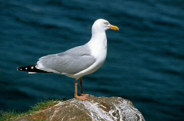 Goéland argenté,.Larus argentatus, European Herring Gull