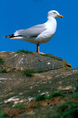 Fototapeta na wymiar Goéland argenté,.Larus argentatus, European Herring Gull