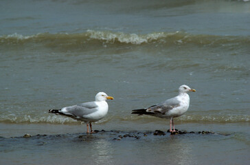 Goéland argenté,.Larus argentatus, European Herring Gull