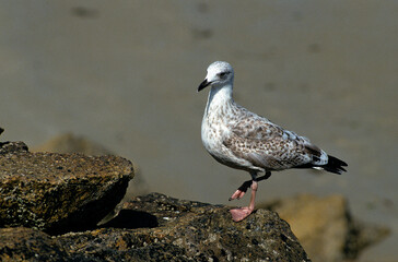 Goéland argenté, jeune,.Larus argentatus, European Herring Gull