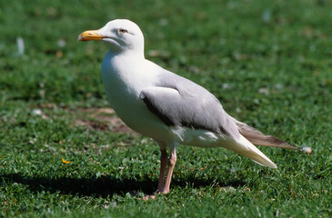Goéland argenté,.Larus argentatus, European Herring Gull