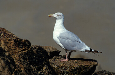 Goéland argenté,.Larus argentatus, European Herring Gull