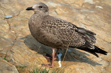 Goéland argenté,.Larus argentatus, European Herring Gull