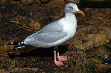 Goéland argenté,.Larus argentatus, European Herring Gull
