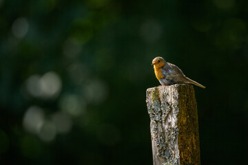 A cute little European robin standing on a pole