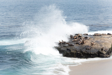 sea lions colony at the pacific coast