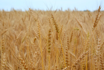 agricultural field with rye ears isolated close up
