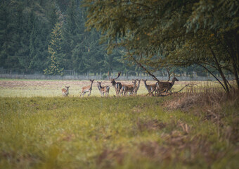 wild animals deer standing in a field in the morning next to a deciduous coniferous forest, Polish nature © Adam